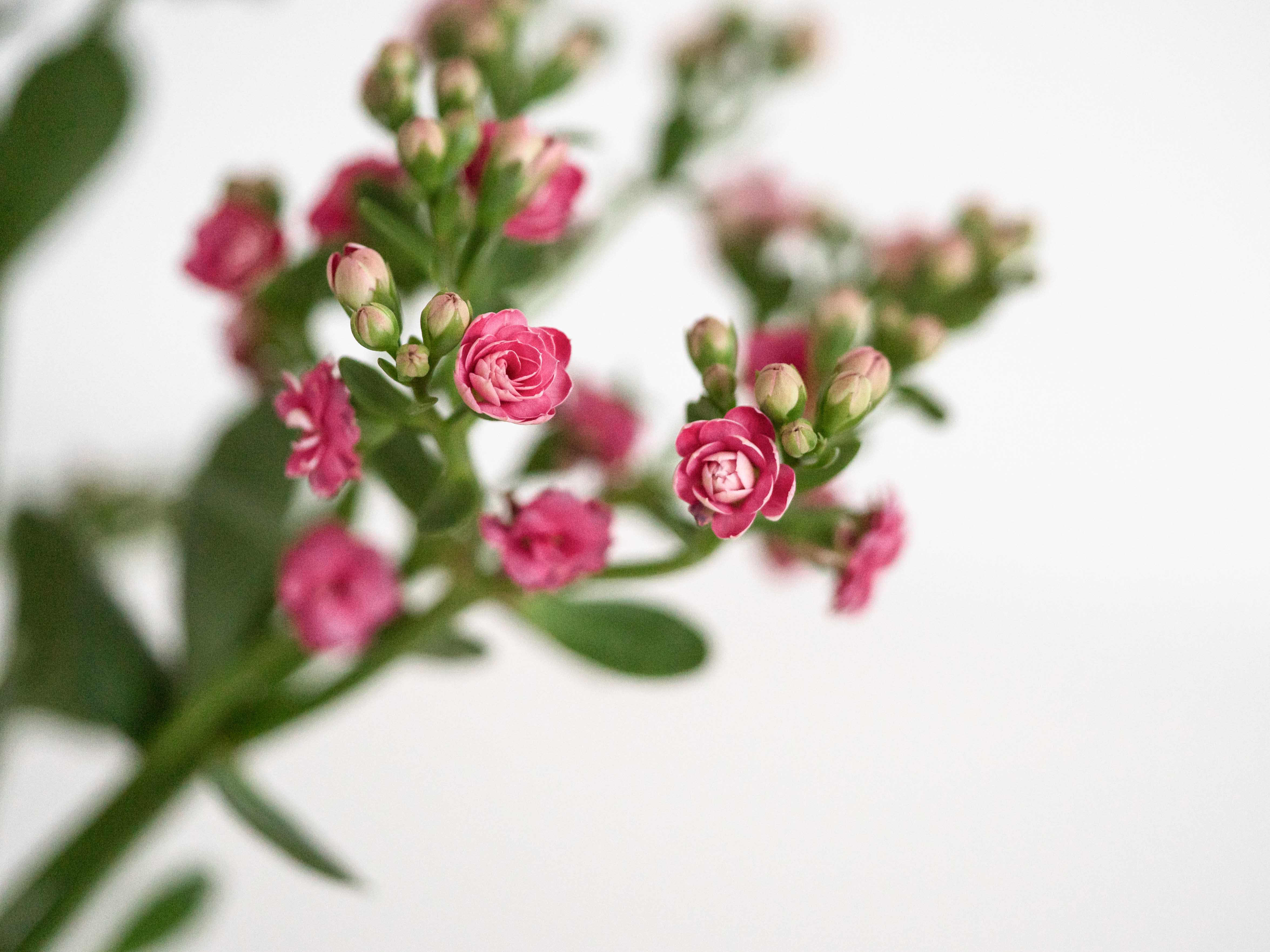 Blumen